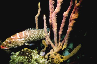 Grouper in coral reef