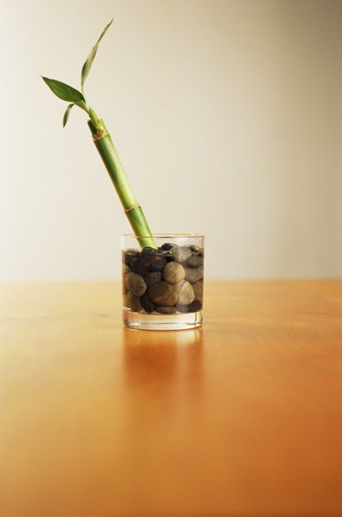 Lucky bamboo