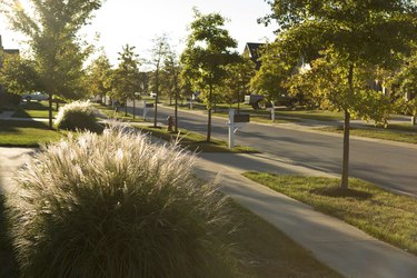 Ornamental Grasses in the Neighborhood