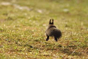 Squirrel running away