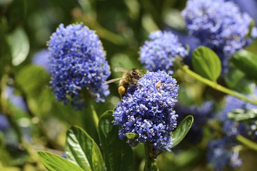 Honeybee collecting pollen on a ceanothus