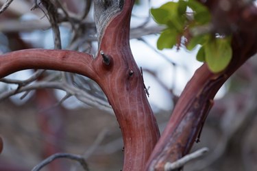 Manzanita