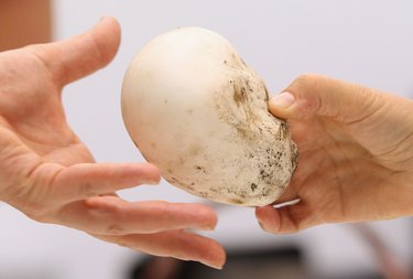 Mushrooms Thrive In Wet German Summer