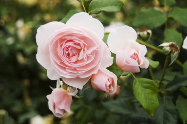 Pretty pink roses growing in a garden.