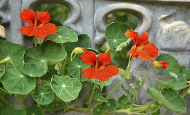 nasturtium flowers