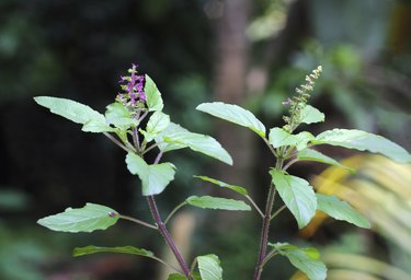 Holy Basil,  Ocimum Sanctum