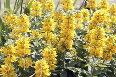 Flowering yellow loosestrife - Lysimachia punctata