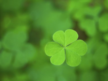 Happy Saint Patricks Day Four Leaf Clover Ultra HD Desktop Background  Wallpaper for 4K UHD TV