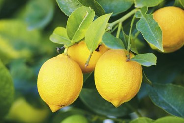 branch of lemons