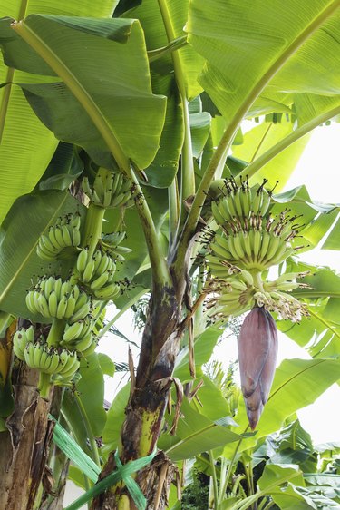 Banana tree with a blossom flower.