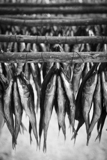 Freshly caught fish hang out to dry in the sun