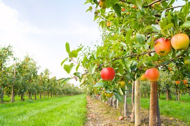 Apple plantation