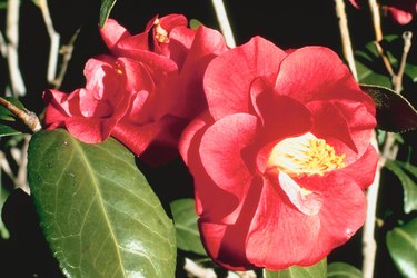 Camellia flowers