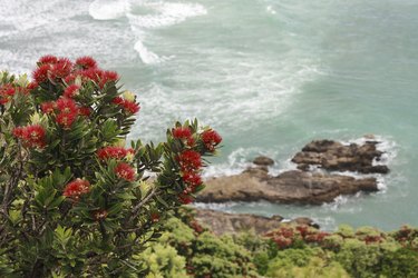 Pohutukawa flowers above ocean waves