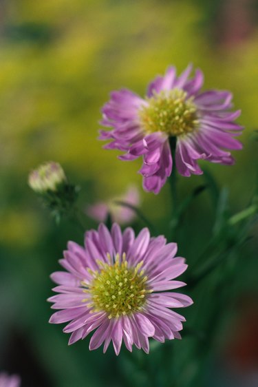 Close-up of purple asters