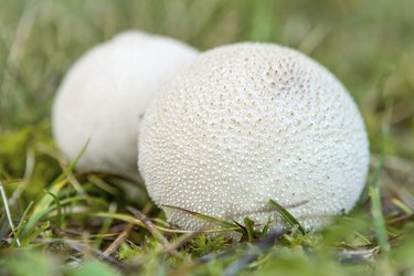 Fungus Puffballs on My Lawn