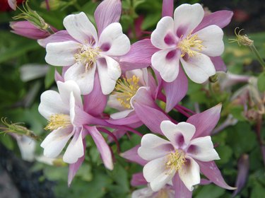 pink white Columbine Aquilegia chrysantha Flower