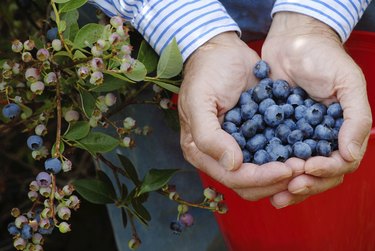 Handful of Blueberries