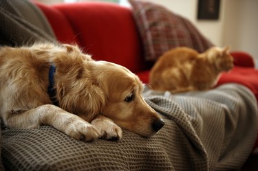 Golden retriever dog with ginger tabby cat resting on sofa (focus on foreground)