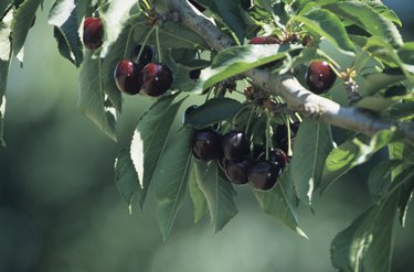 Cherry orchard with fruit close-up, late Spring