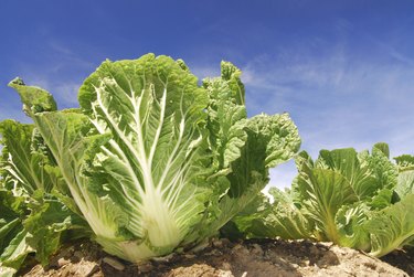 vegetable garden