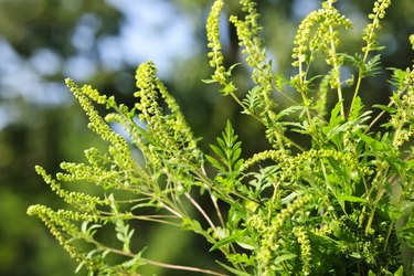 Ragweed plant