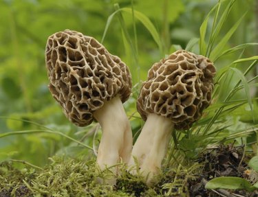 Common morel fungus fungus growing in the forest