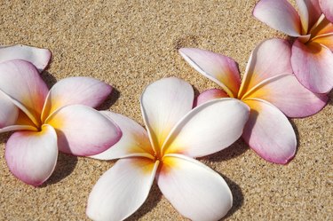 Pink and white plumeria blossoms on sand.