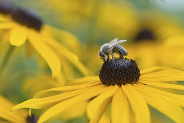 Bee on Black-Eyed Susan