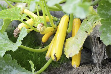 Yellow squash