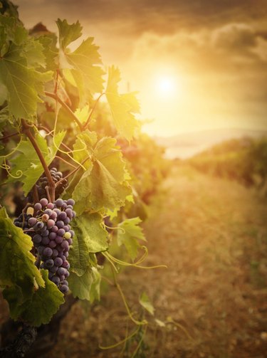 Vineyard in autumn harvest