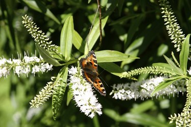 Butterfly extracting nectar from a flower