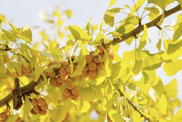 autum ginkgo tree