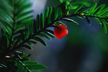 Yew berry and branch