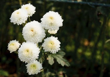white chrysanthemums flowers