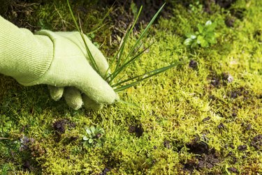 Removing Grass Weed Moss Garden