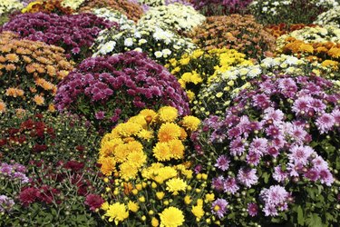 chrysanthemum autumn scene