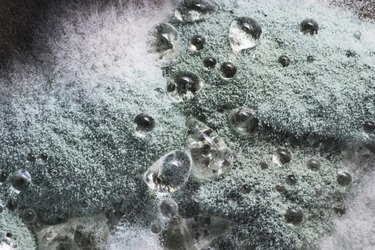 bubbles,old,decay,useless,exposed,surface,texture,flora,grown,process,decaying,rotting,rotten,fungus,substance,compound,close up,mould,air bubbles,decomposing,microscopy,decomposition,inedible,02a112cu,ingram