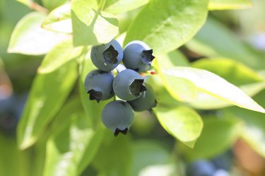 Highbush blueberry