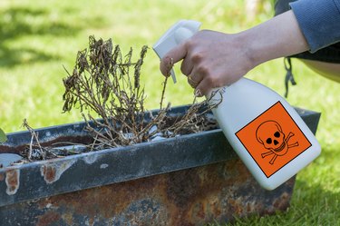 woman's hands spraying plants