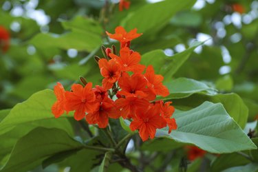 Cordia, Geiger tree. (Cordia sebestena L.)