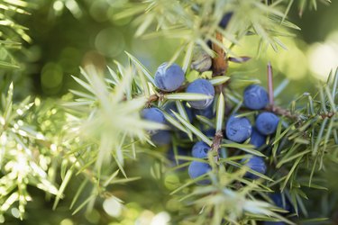 Juniper Berries