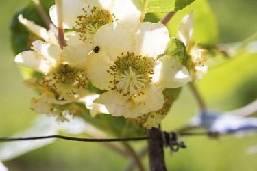 Kiwi flower