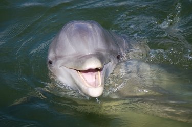 Should You Swim With Dolphins - Blue Wave Adventures Dolphin Cruise