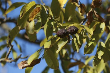 Walnut Tree