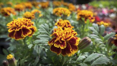 Marigold Flowers