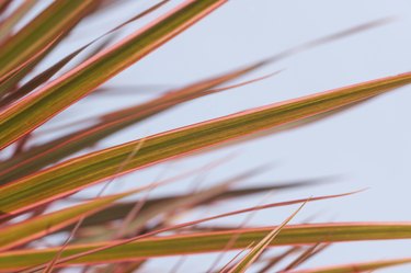 Red edged Dracaena leaves close-up