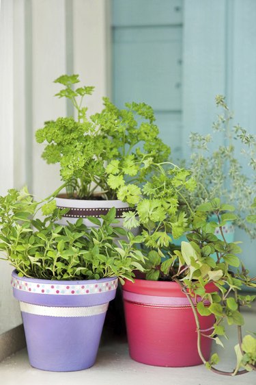 Fresh garden herbs in pots - parsley marjoram mint thyme