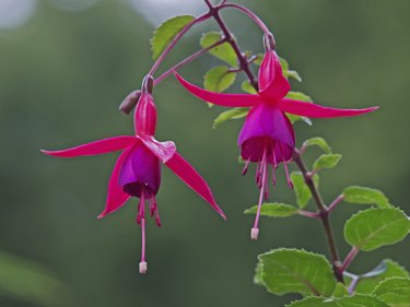 Hanging fuchsia blossom