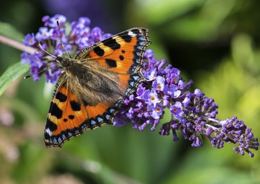 Small Tortoiseshell Butterfly